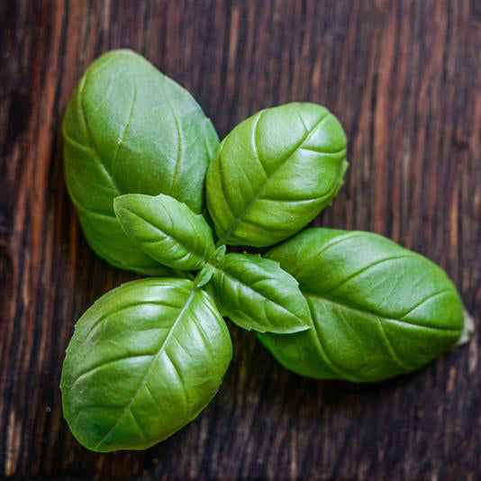 fresh basil on a wooden table